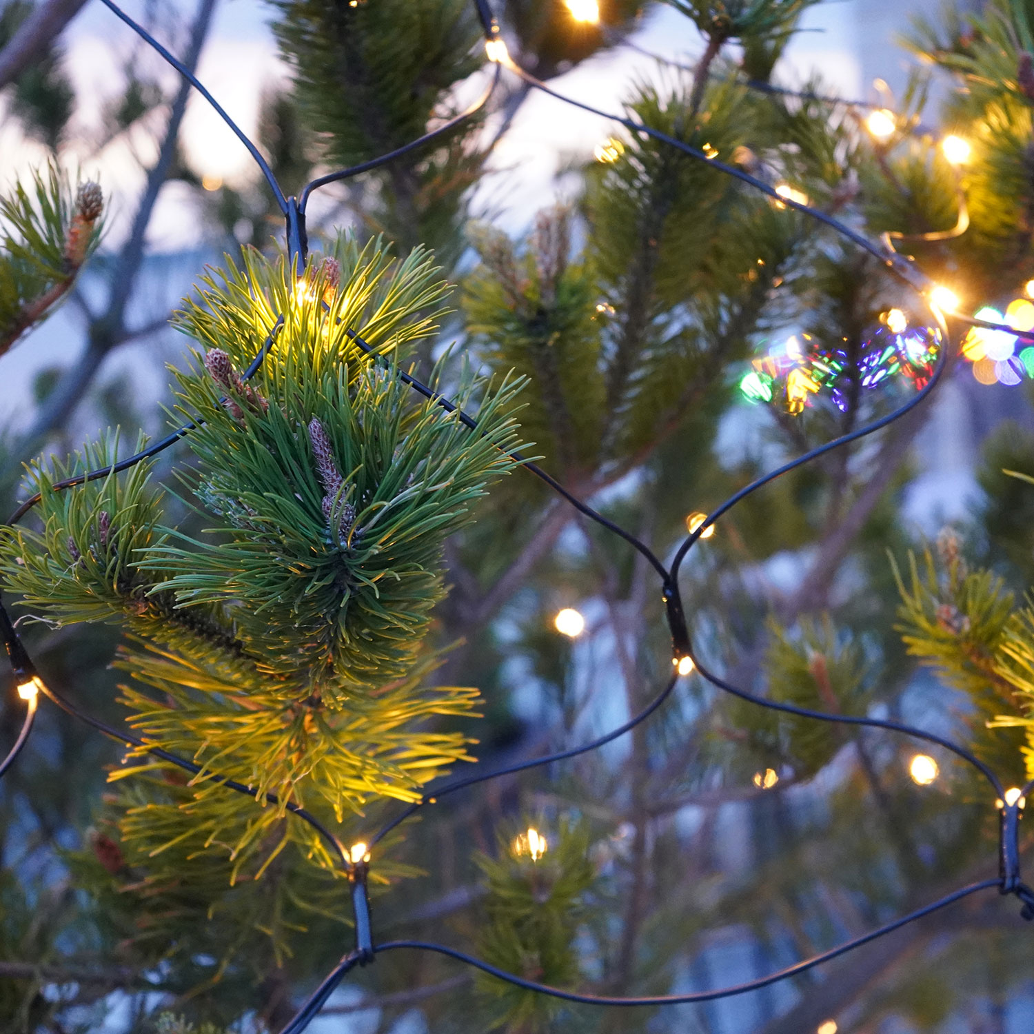 Top-Line Energy Net Supplement 100 LED, 2x1.5m, Colour Change