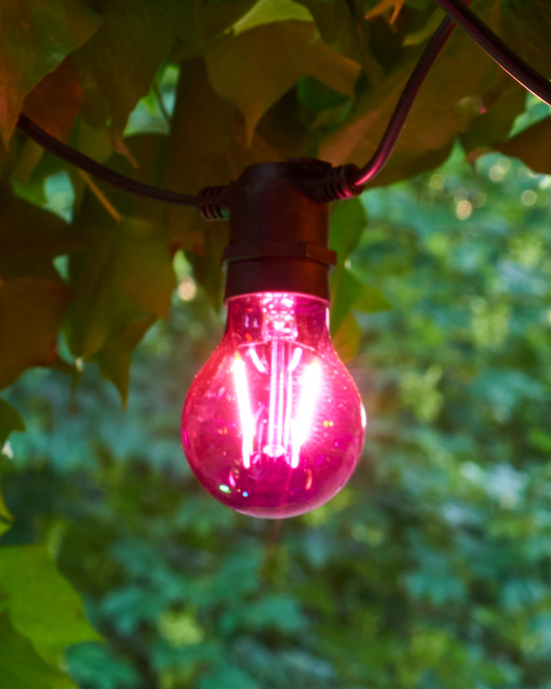 Tobias Sparebulp, Purple